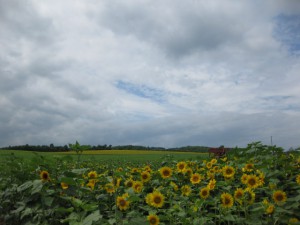 2010年度は北竜町でフィールドワーク