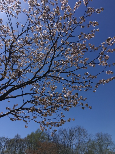 5月7日に桜を観る会を実施しました！