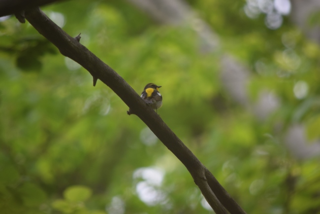 全身を使って鳴いています