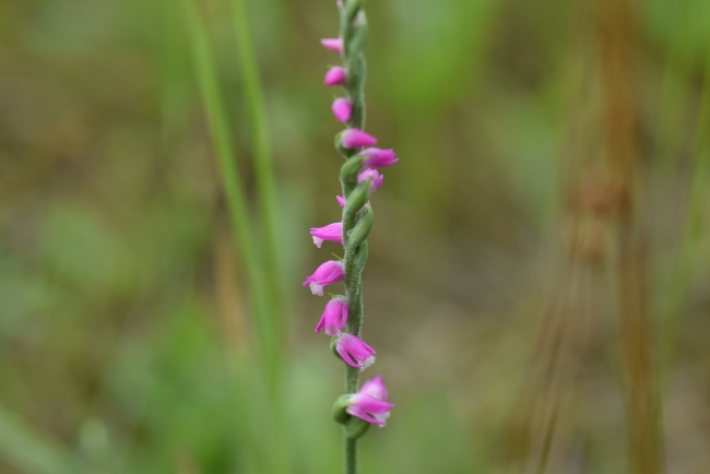 花の形を見ると、ラン科の植物というのも納得？