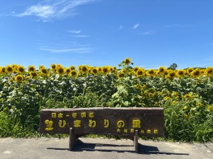 ひまわり