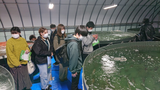 ココルク江別で養殖ふぐの水槽を見学